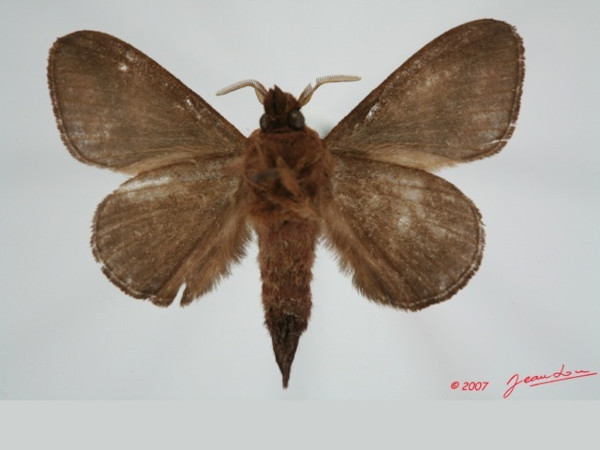 /filer/webapps/moths/media/images/G/guineanum_Streblote_AM_Albertb_01.jpg
