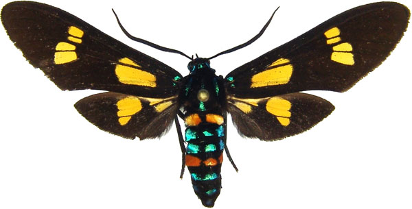 /filer/webapps/moths/media/images/G/guineensis_Euchromia_AM_MCJM.jpg