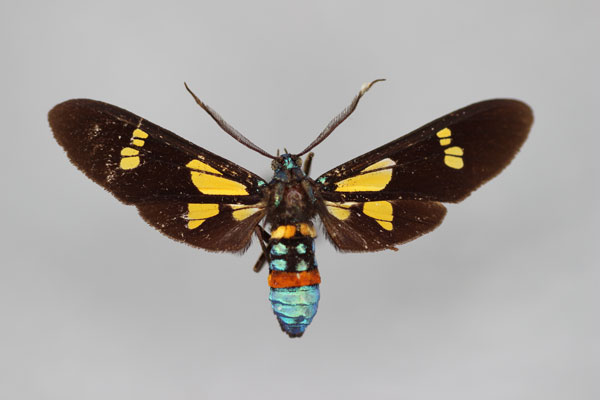 /filer/webapps/moths/media/images/G/guineensis_Euchromia_A_BMNH.jpg
