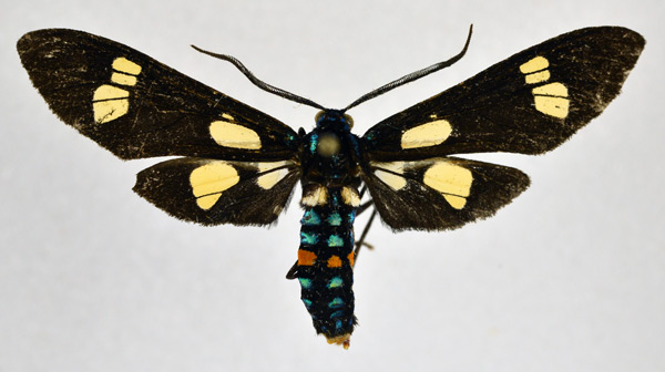 /filer/webapps/moths/media/images/G/guineensis_Euchromia_A_NHMO.jpg