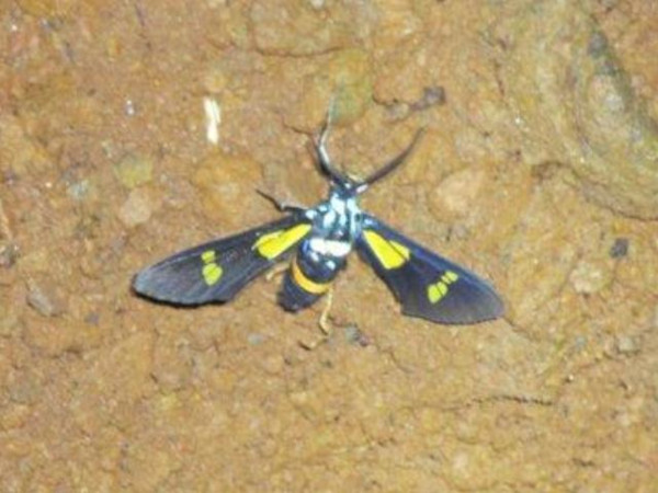 /filer/webapps/moths/media/images/G/guineensis_Euchromia_A_Stanton.jpg