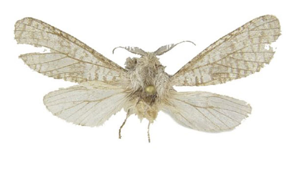 /filer/webapps/moths/media/images/G/gurkoi_Acosma_HT_ZSM.jpg