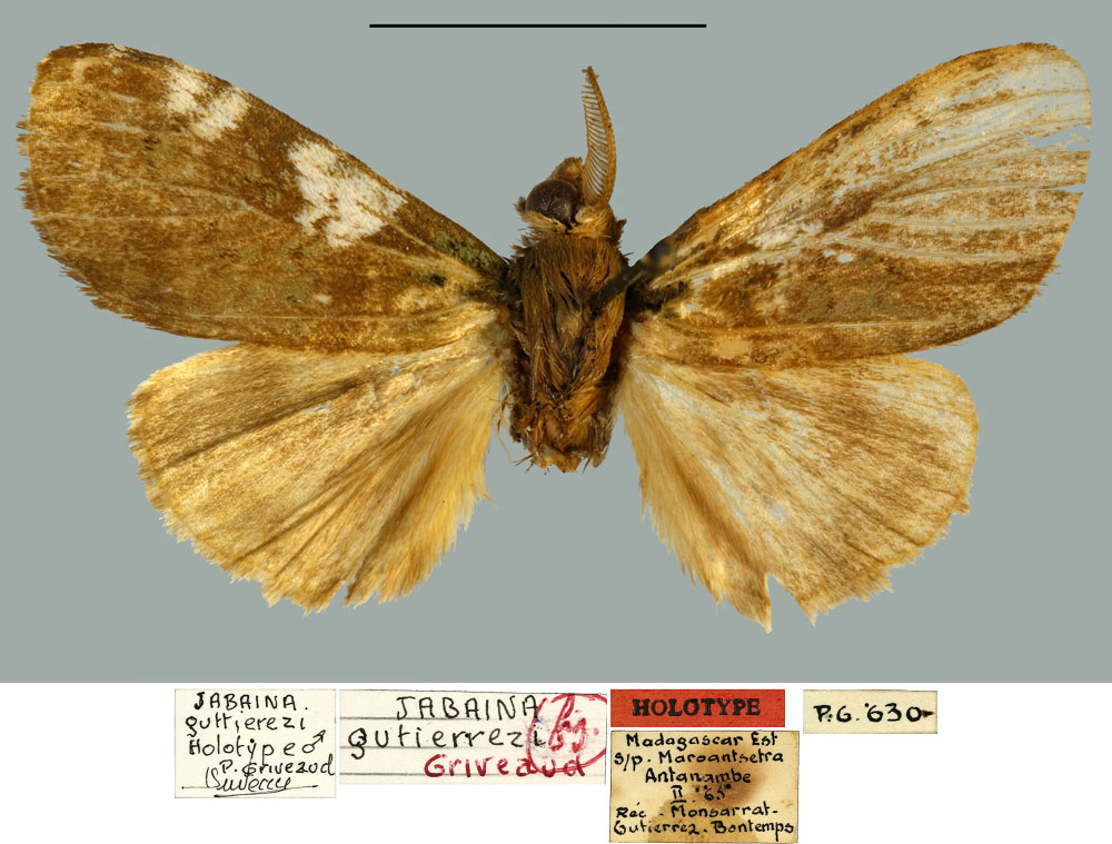/filer/webapps/moths/media/images/G/gutierrezi_Jabaina_HT_MNHN.jpg