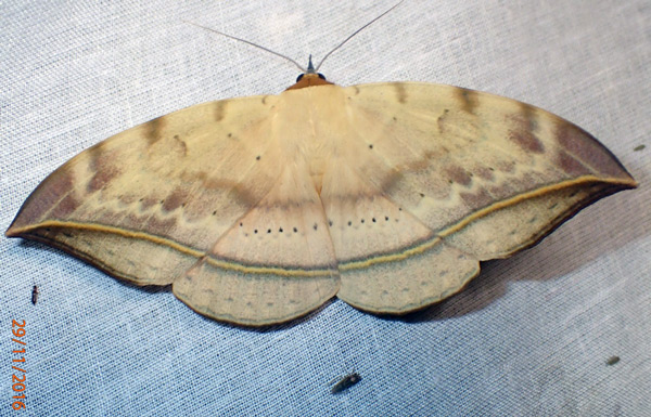 /filer/webapps/moths/media/images/G/guttata_Hypopyra_A_Bippus.jpg