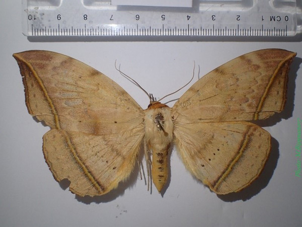 /filer/webapps/moths/media/images/G/guttata_Hypopyra_A_Bippus_02.jpg