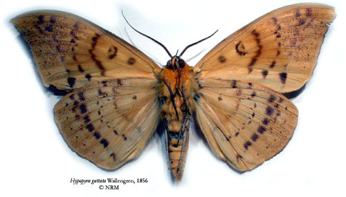 /filer/webapps/moths/media/images/G/guttata_Hypopyra_SNHM_02.jpg