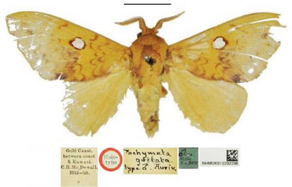 /filer/webapps/moths/media/images/G/guttata_Pachymeta_HT_NHMUK.jpg