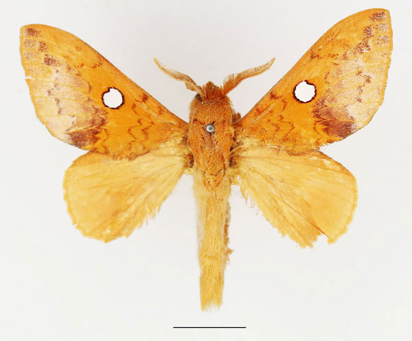 /filer/webapps/moths/media/images/G/guttata_Pachymetana_AM_Basquin_01.jpg