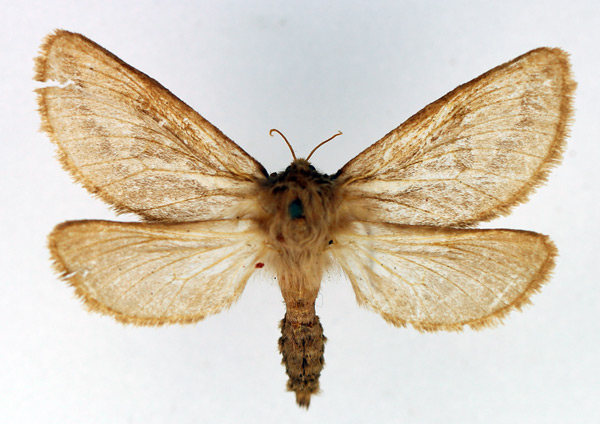 /filer/webapps/moths/media/images/G/gutterata_Eudalaca_AF_TMSA.jpg