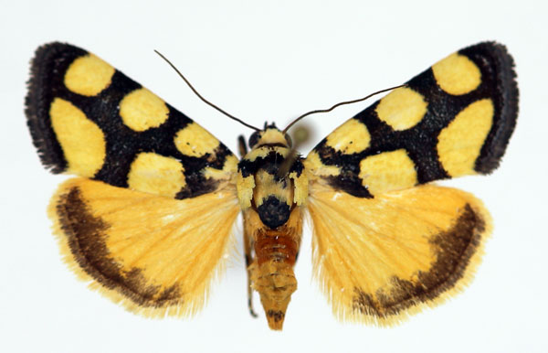 /filer/webapps/moths/media/images/G/guttifera_Acontia_AF_Aulombard_01.jpg