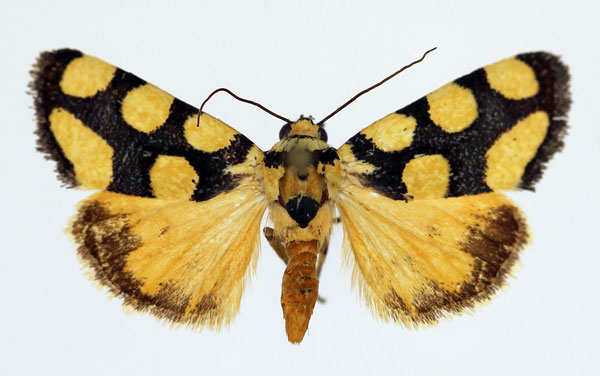 /filer/webapps/moths/media/images/G/guttifera_Acontia_AF_Aulombard_02.jpg