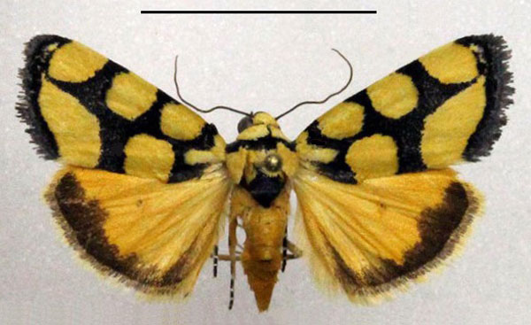 /filer/webapps/moths/media/images/G/guttifera_Acontia_AF_Fiebig.jpg