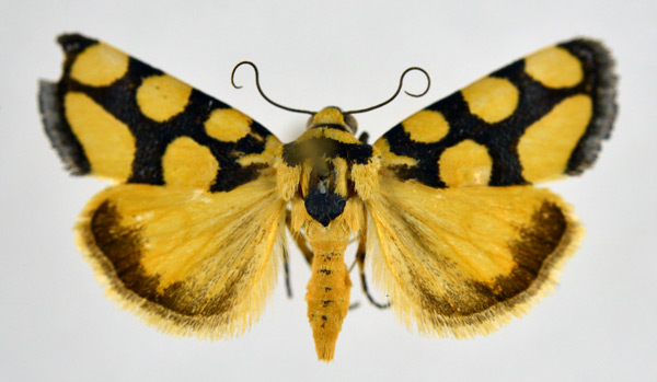 /filer/webapps/moths/media/images/G/guttifera_Acontia_AF_NHMO.jpg
