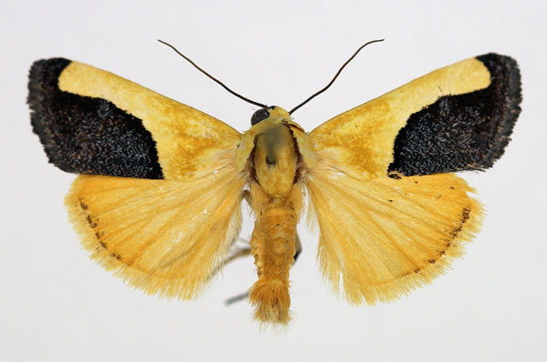 /filer/webapps/moths/media/images/G/guttifera_Acontia_AM_Aulombard_01.jpg