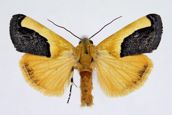/filer/webapps/moths/media/images/G/guttifera_Acontia_AM_Aulombard_02.jpg