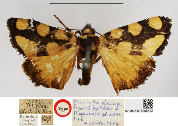 /filer/webapps/moths/media/images/G/guttifera_Acontia_HT_NHMUK.jpg