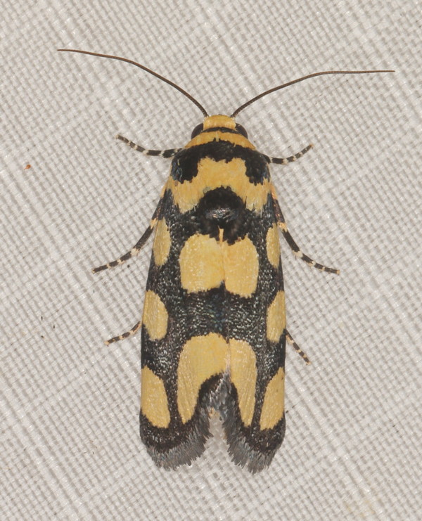 /filer/webapps/moths/media/images/G/guttifera_Emmelia_F_Heyns_02.jpg