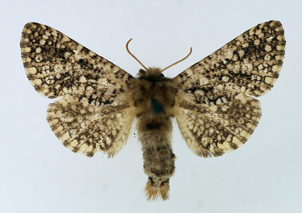 /filer/webapps/moths/media/images/G/guttifera_Teragra_AF_TMSA.jpg