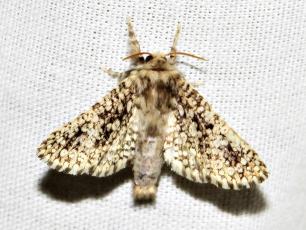 /filer/webapps/moths/media/images/G/guttifera_Teragra_A_Braun_01.jpg