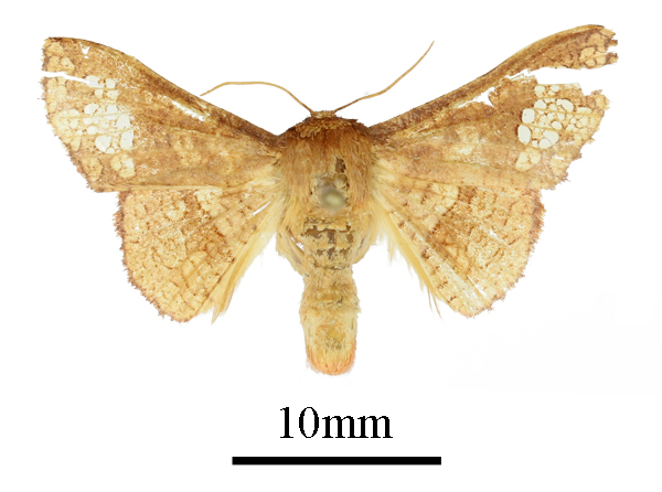/filer/webapps/moths/media/images/G/guttistigma_Mystina_AM_ANHRTa.JPG