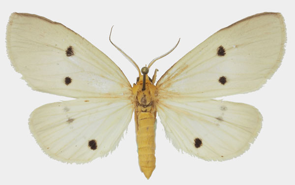 /filer/webapps/moths/media/images/G/guttivaga_Soloella_AF_Basquin.jpg