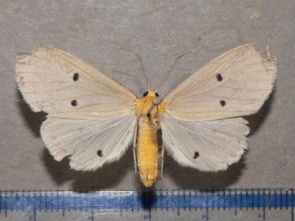 /filer/webapps/moths/media/images/G/guttivaga_Soloella_AF_Goff.jpg