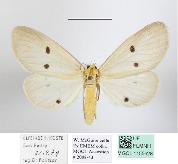 /filer/webapps/moths/media/images/G/guttivaga_Soloella_AF_MGCLa_02.JPG