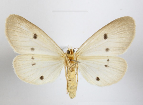 /filer/webapps/moths/media/images/G/guttivaga_Soloella_AF_MGCLb_02.JPG