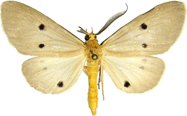 /filer/webapps/moths/media/images/G/guttivaga_Soloella_AM_MCJM.jpg