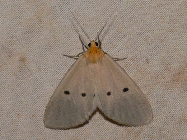 /filer/webapps/moths/media/images/G/guttivaga_Soloella_A_Goff_01.JPG