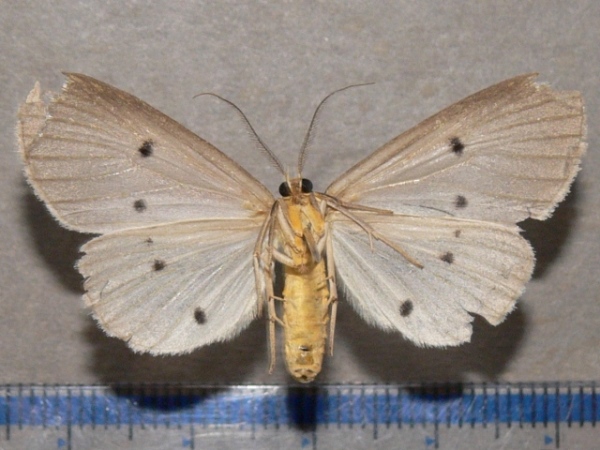 /filer/webapps/moths/media/images/G/guttivaga_Soloella_A_Goffb_02.JPG