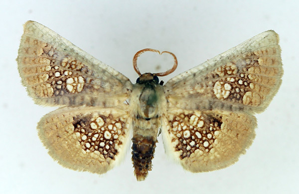 /filer/webapps/moths/media/images/G/guttulata_Cecidothyris_AM_TMSA_01.jpg