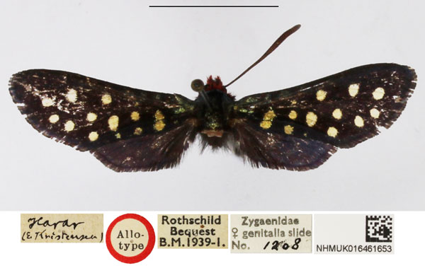 /filer/webapps/moths/media/images/G/guttulosa_Arniocera_AT_NHMUK.jpg