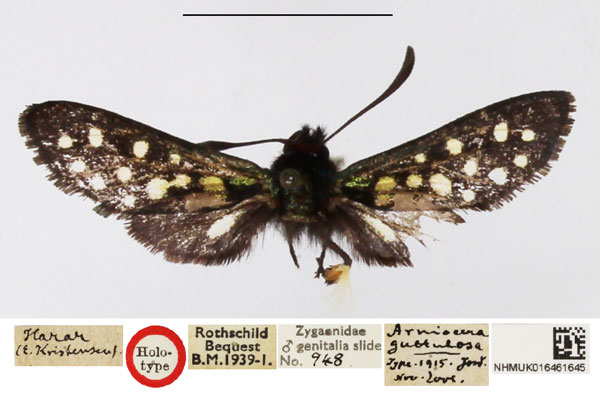 /filer/webapps/moths/media/images/G/guttulosa_Arniocera_HT_NHMUK.jpg