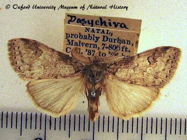 /filer/webapps/moths/media/images/G/gwelila_Laelia_A_OUMNH.jpg