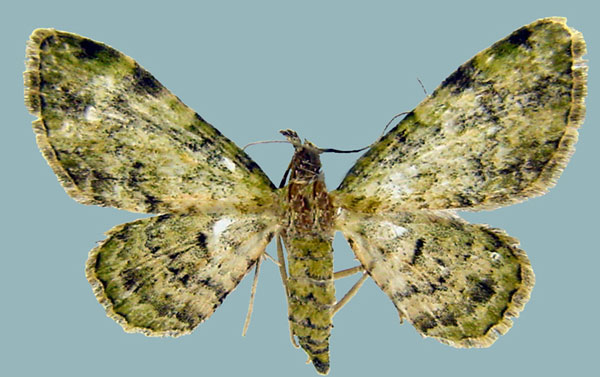 /filer/webapps/moths/media/images/G/gymnoscelides_Chloroclystis_AF_ZSMa.jpg