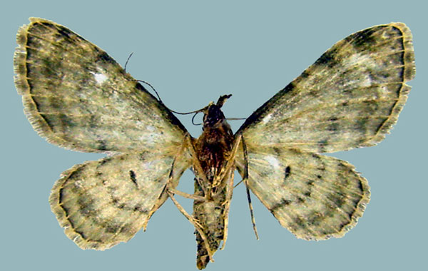 /filer/webapps/moths/media/images/G/gymnoscelides_Chloroclystis_AF_ZSMb.jpg