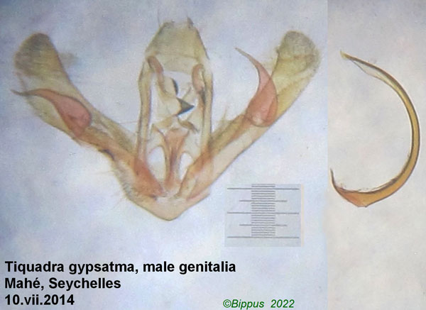 /filer/webapps/moths/media/images/G/gypsatma_Tiquadra_GM_Bippus.jpg