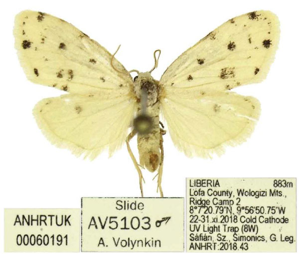 /filer/webapps/moths/media/images/G/gypsia_Siccia_AM_ANHRT.jpg
