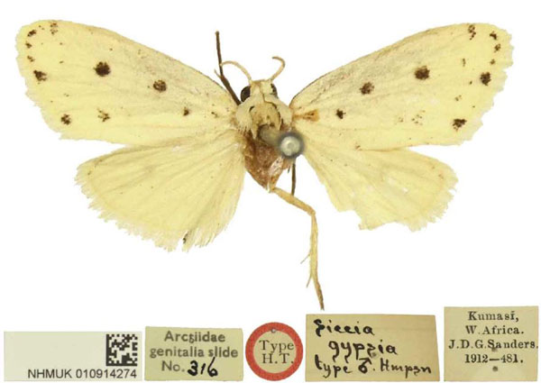 /filer/webapps/moths/media/images/G/gypsia_Siccia_HT_BMNH.jpg