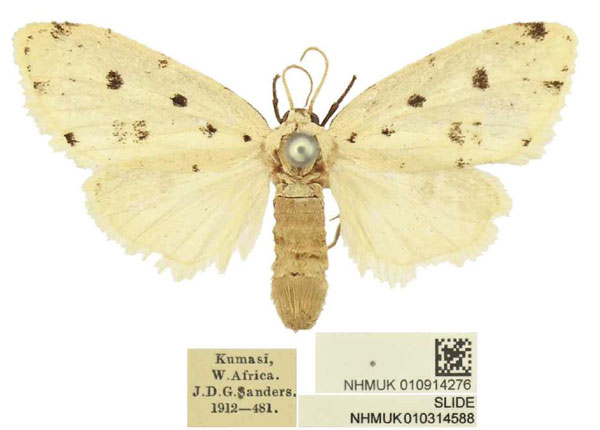 /filer/webapps/moths/media/images/G/gypsia_Siccia_PLT_BMNH.jpg