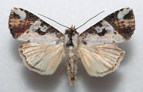 /filer/webapps/moths/media/images/G/gypsina_Perigea_A_Vingerhoedt.jpg