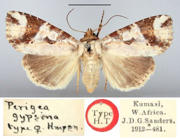 /filer/webapps/moths/media/images/G/gypsina_Perigea_HT_BMNH.jpg