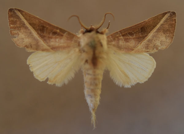 /filer/webapps/moths/media/images/G/gypsitea_Peratodonta_AM_Butler.jpg