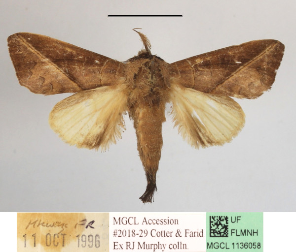 /filer/webapps/moths/media/images/G/gypsitea_Peratodonta_A_MGCLa_01.JPG