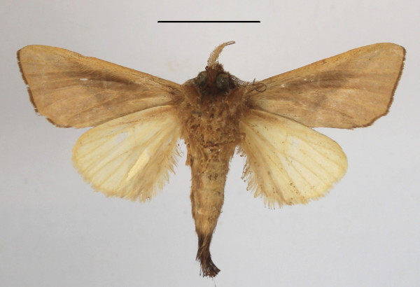 /filer/webapps/moths/media/images/G/gypsitea_Peratodonta_A_MGCLb_01.JPG