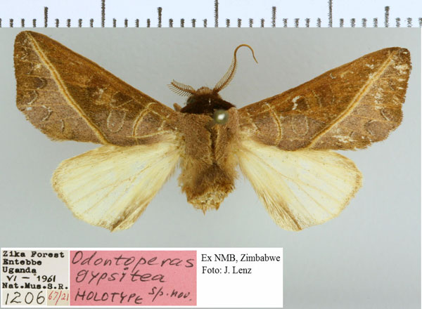 /filer/webapps/moths/media/images/G/gypsitea_Peratodonta_HT_NMB.jpg