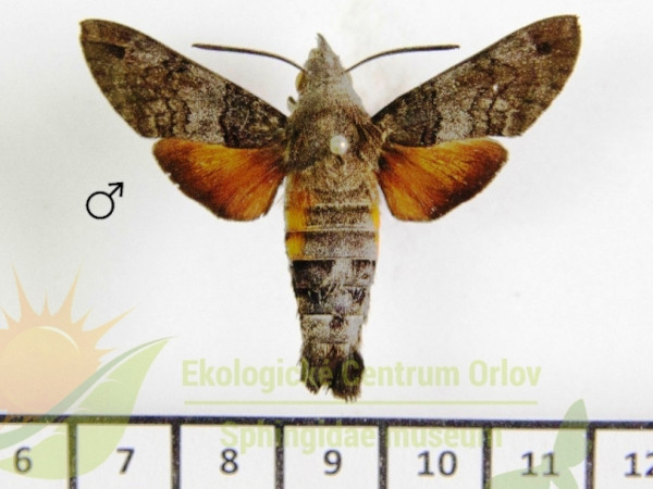 /filer/webapps/moths/media/images/G/gyrans_Macroglossum_AM_SMCR_01.jpg