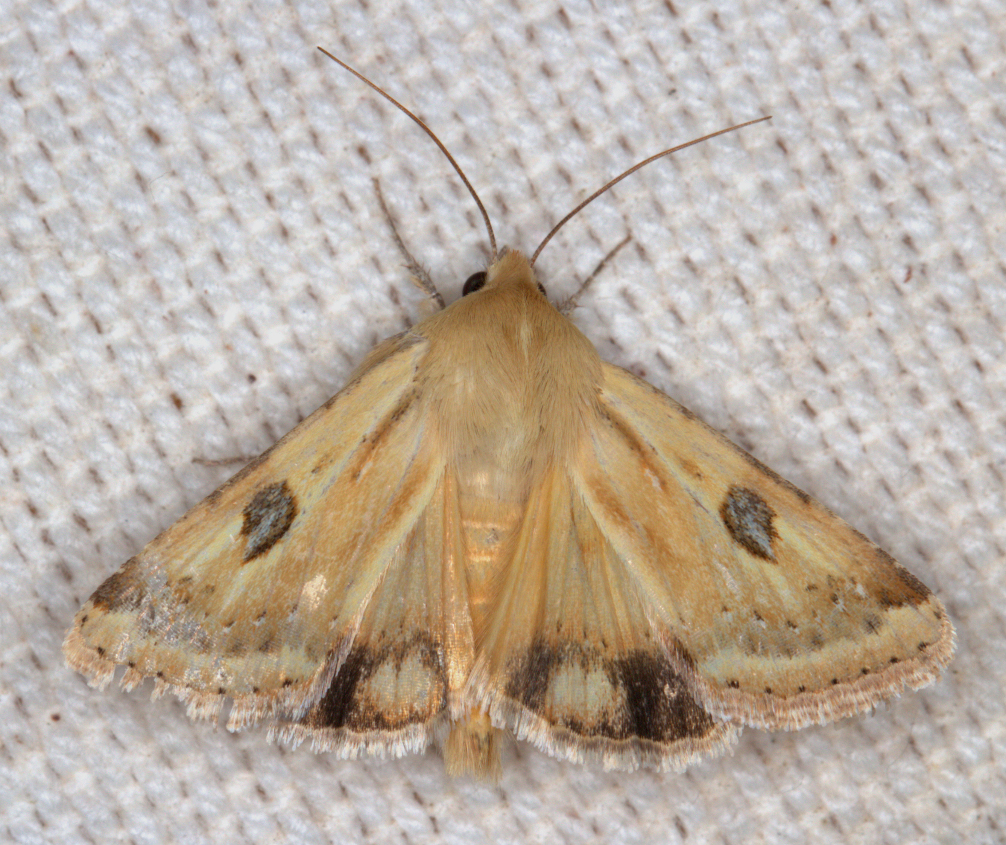 /filer/webapps/moths/media/images/H/Heliothis_scutuligera_-_Shield_Rustic_lat-26_499441_lon28_339979__19b1_2015-10-19.jpg
