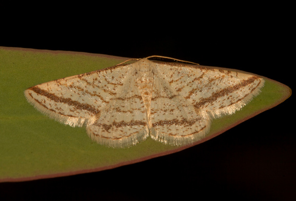 /filer/webapps/moths/media/images/H/Heterostegane_rectistriga_Steenkoppies_09-10-2011_3815.jpg